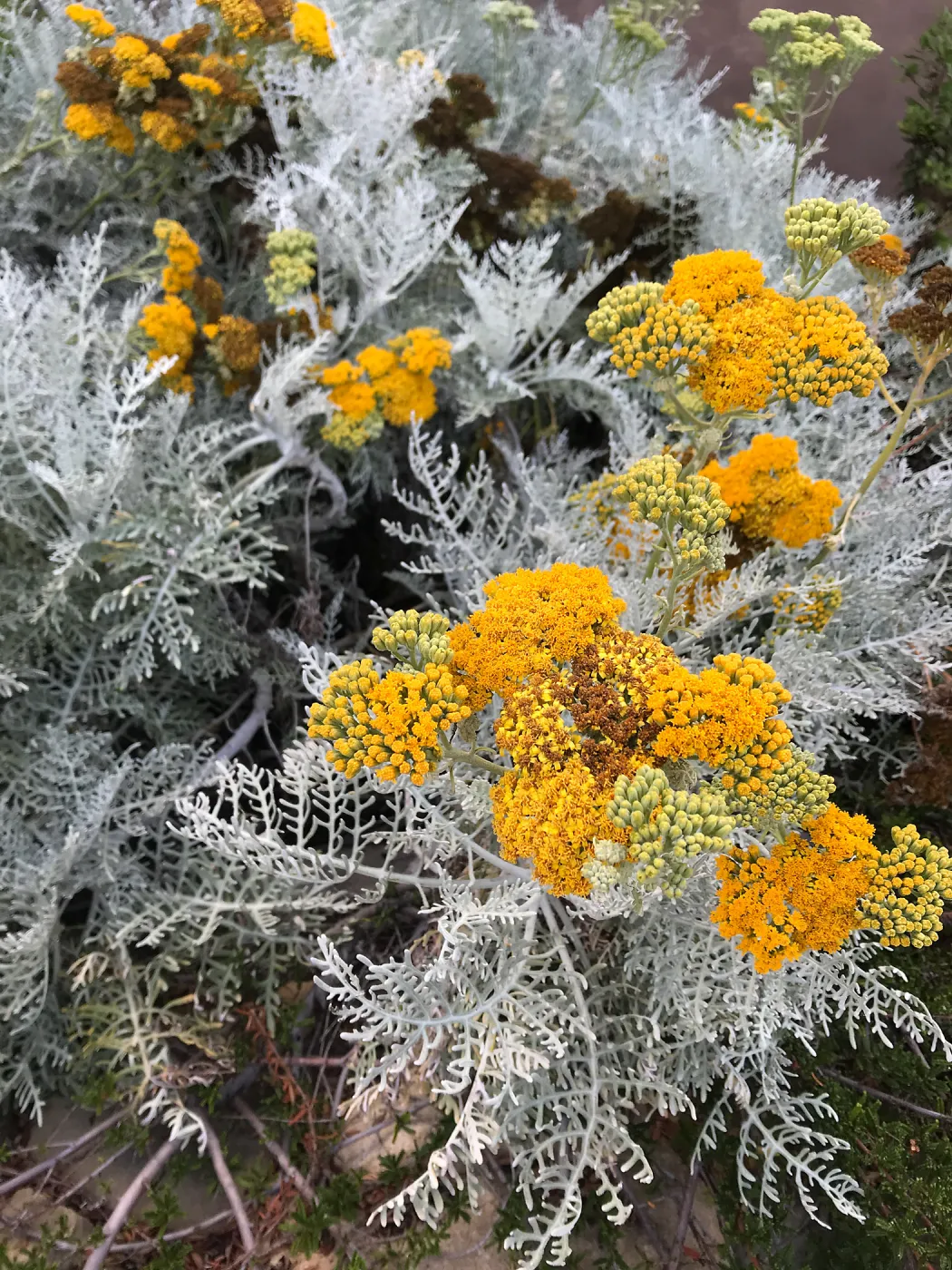 Canyon Silver Silver-lace
