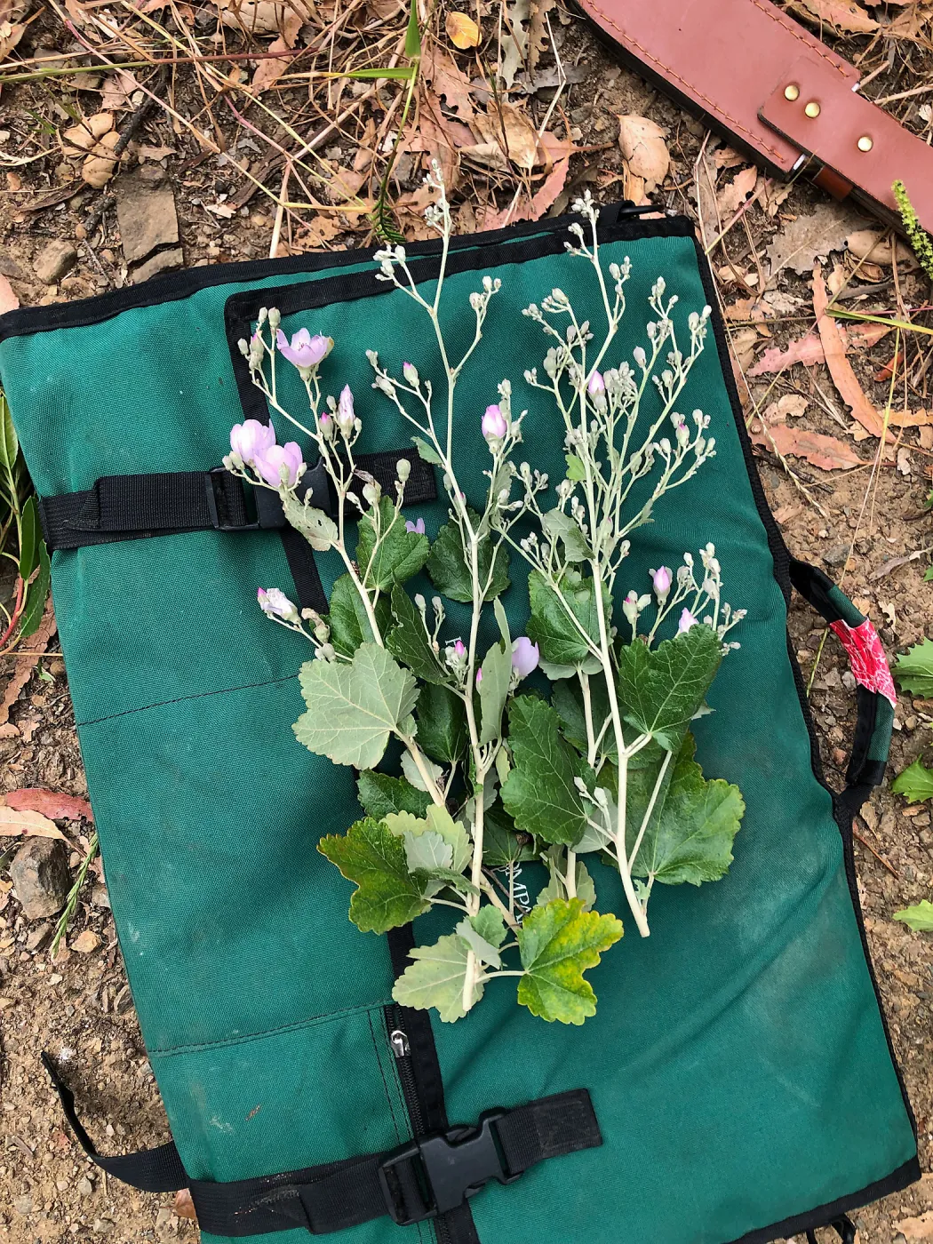 Collecting the rare Malacothamnus fasciculatus var. nesioticus for the Channel Islands DNA barcode reference library