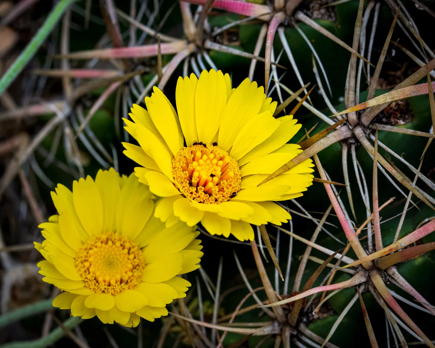 Desert Marigold, Baileya Multiradiata