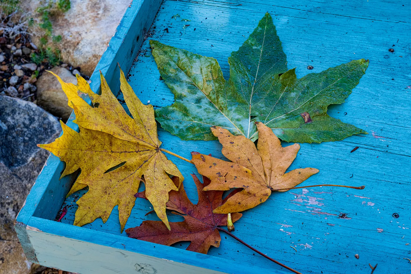 Fall Leaves, SBBG Nursery