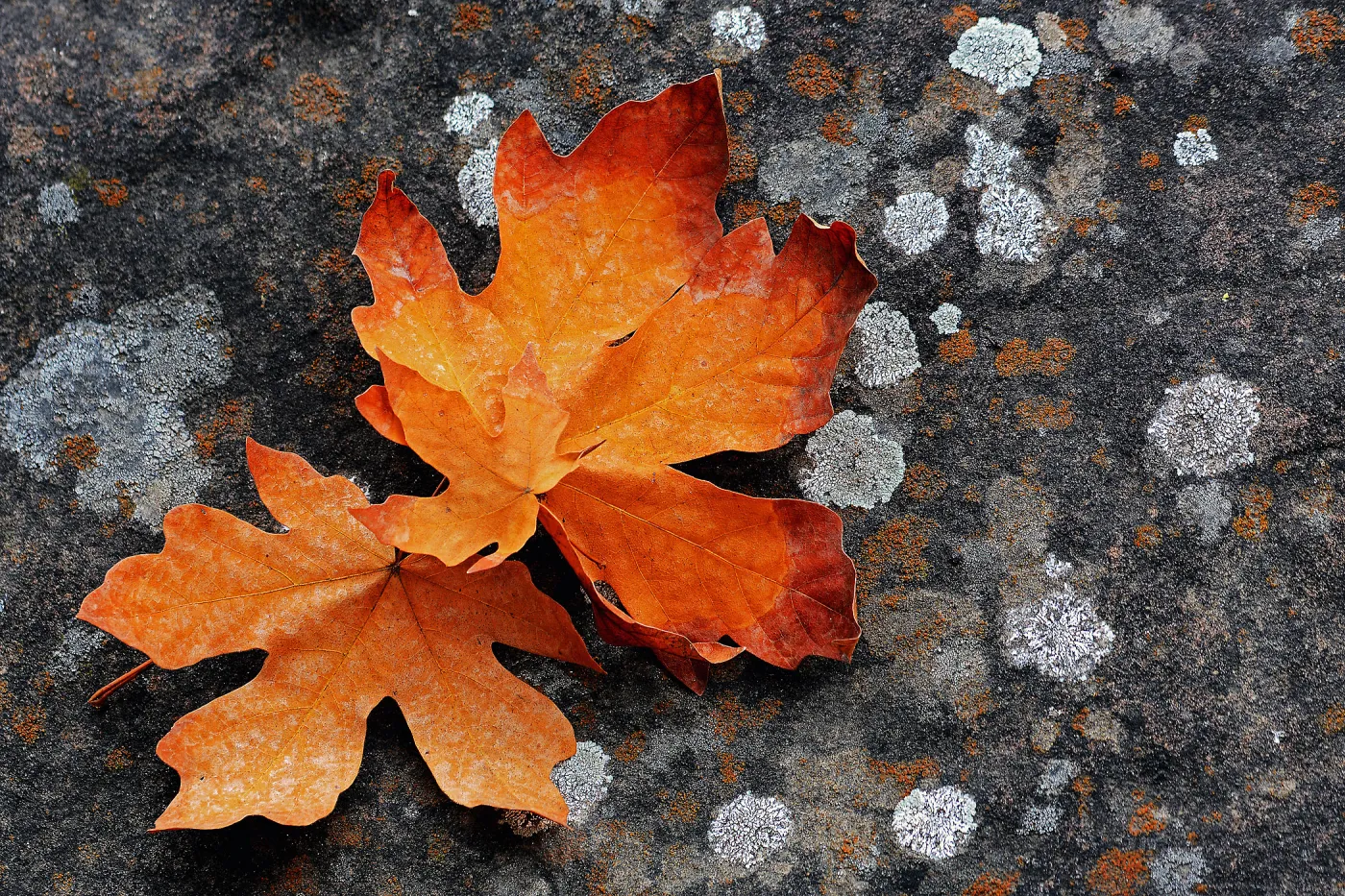 Lichen & Leaves, Arroyo