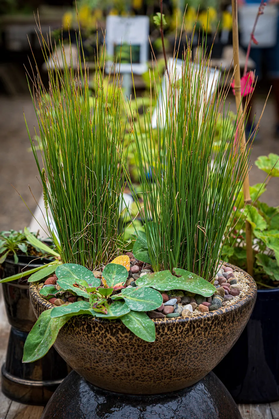 Garden Nursery