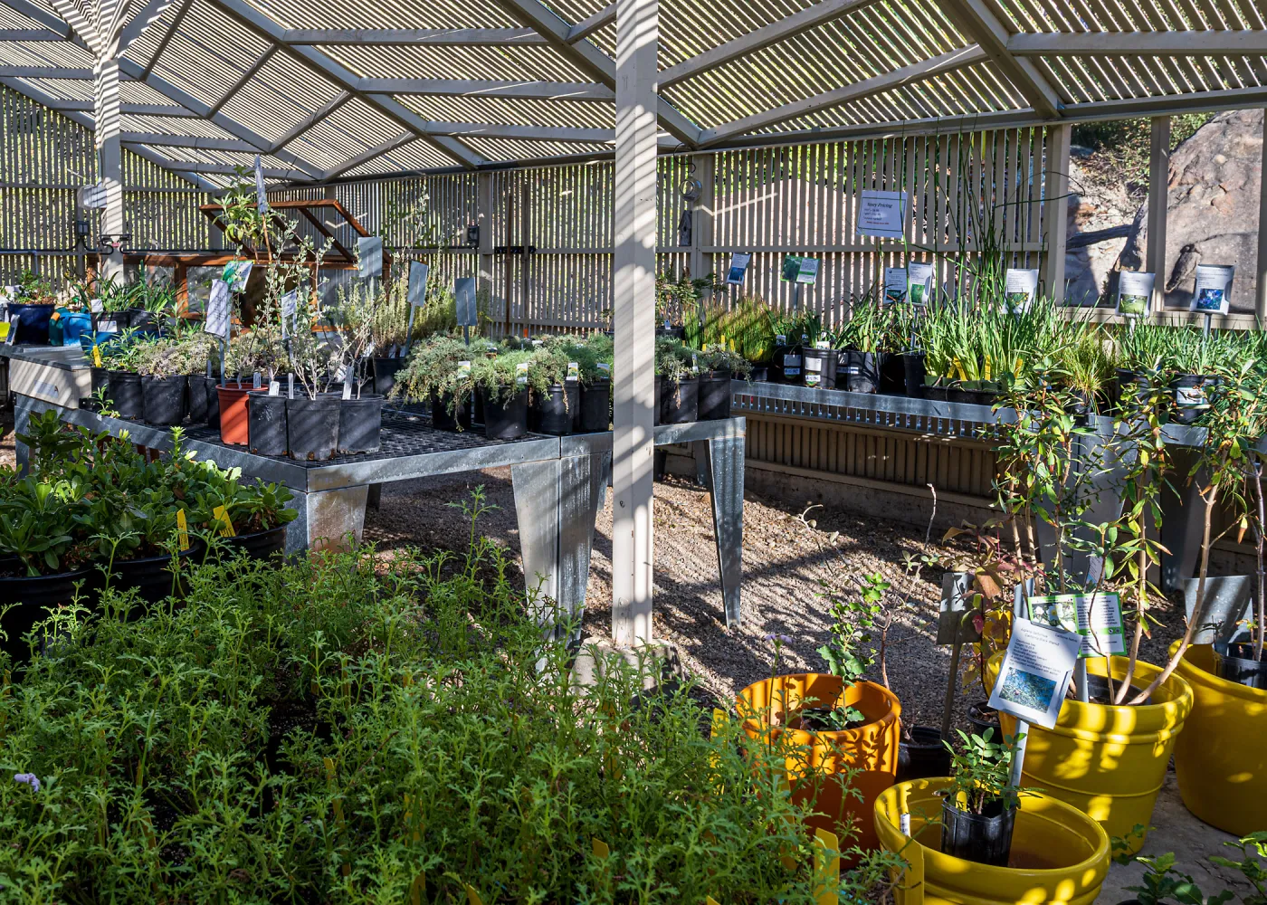 SBBG Nursery