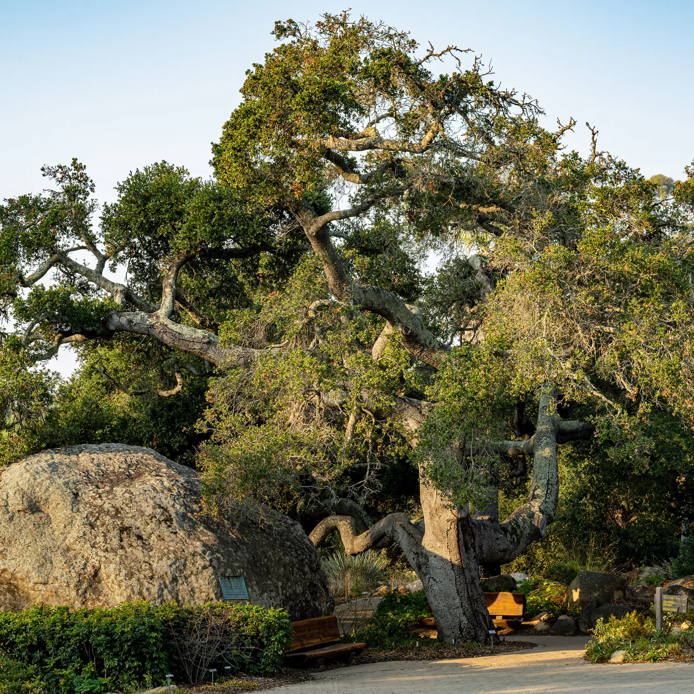 Coast Live Oak between the Blaksley Boulder and the Information Kiosk