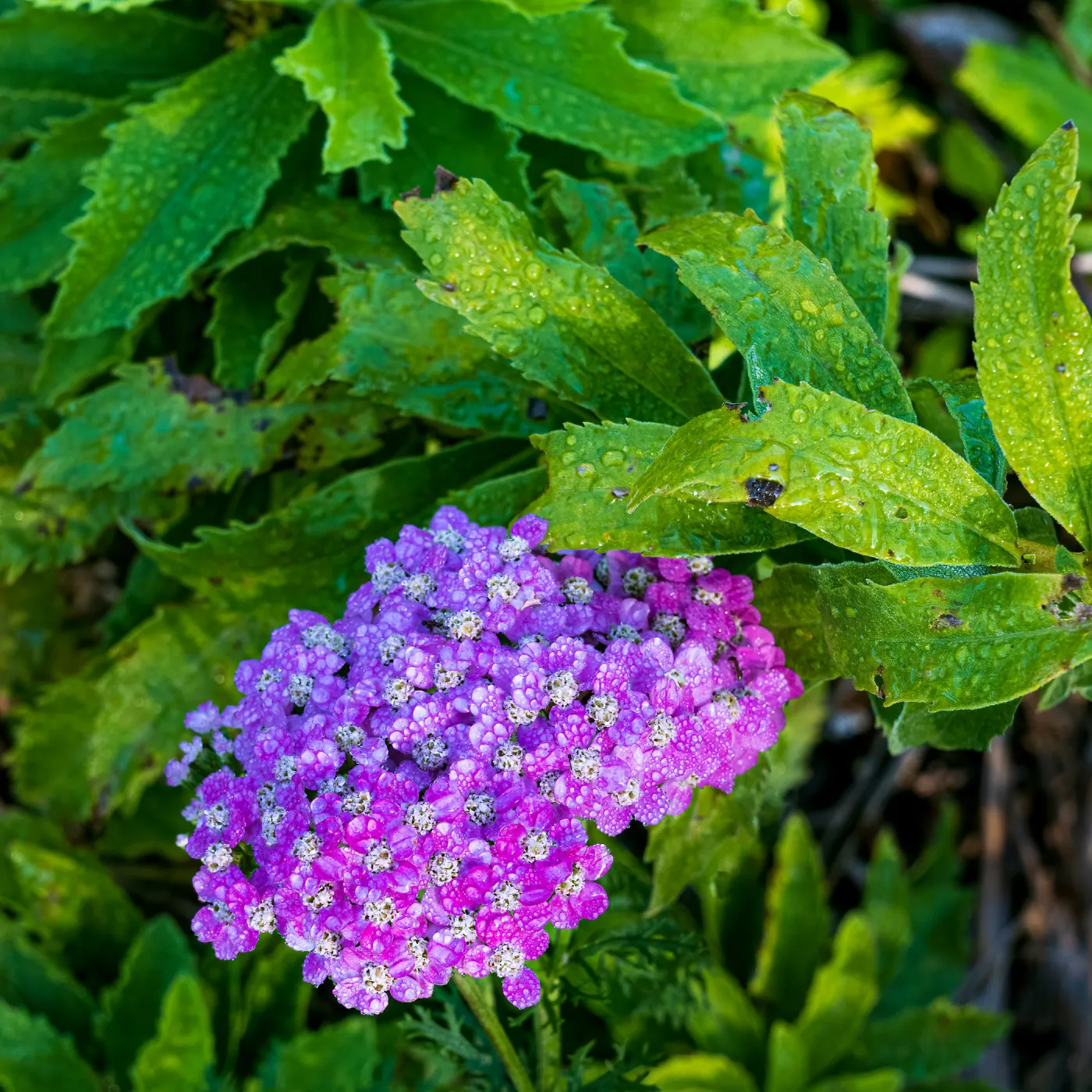 Fall Flowers in the Meadow