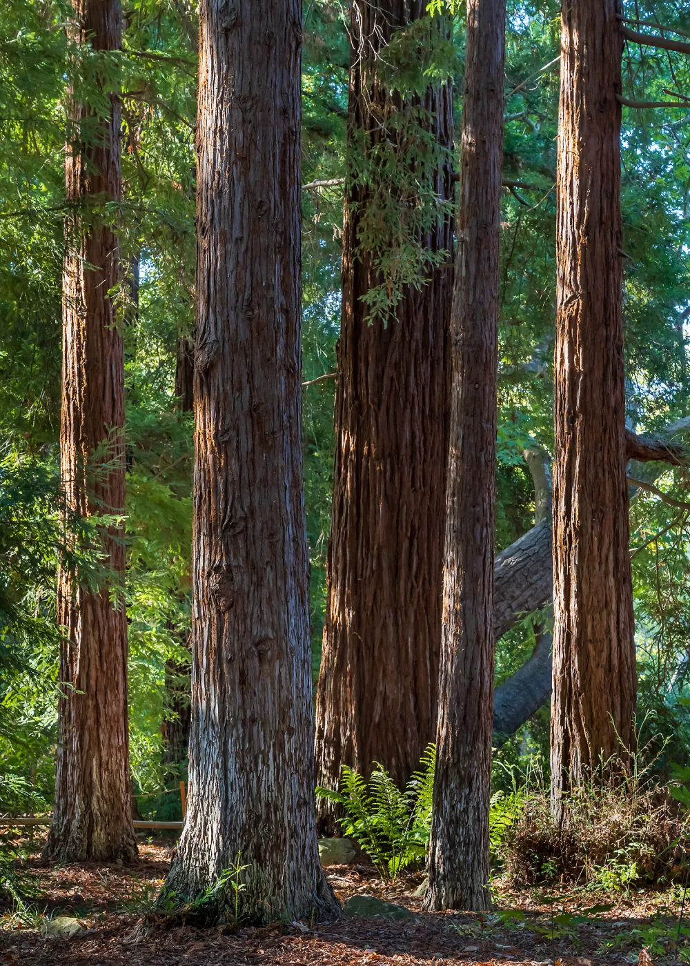 Coast Redwoods
