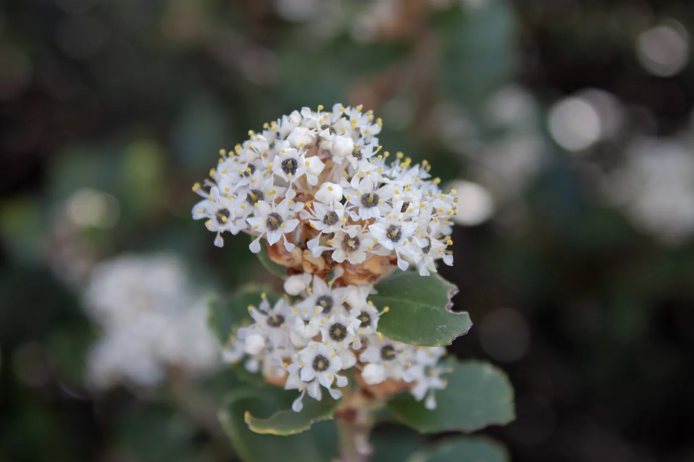 Ceanothus crassifolius, East Camino Cielo Rd, Santa Barbara, CA, Thomas Fire Survey - Mapping Recovery project