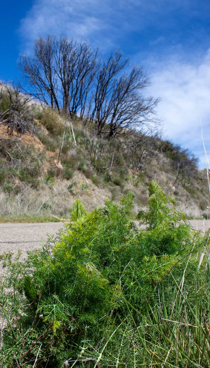 Invasive young fennel plants along the road, East Camino Cielo Rd, Santa Barbara, CA, Thomas Fire Survey - Mapping Recovery project