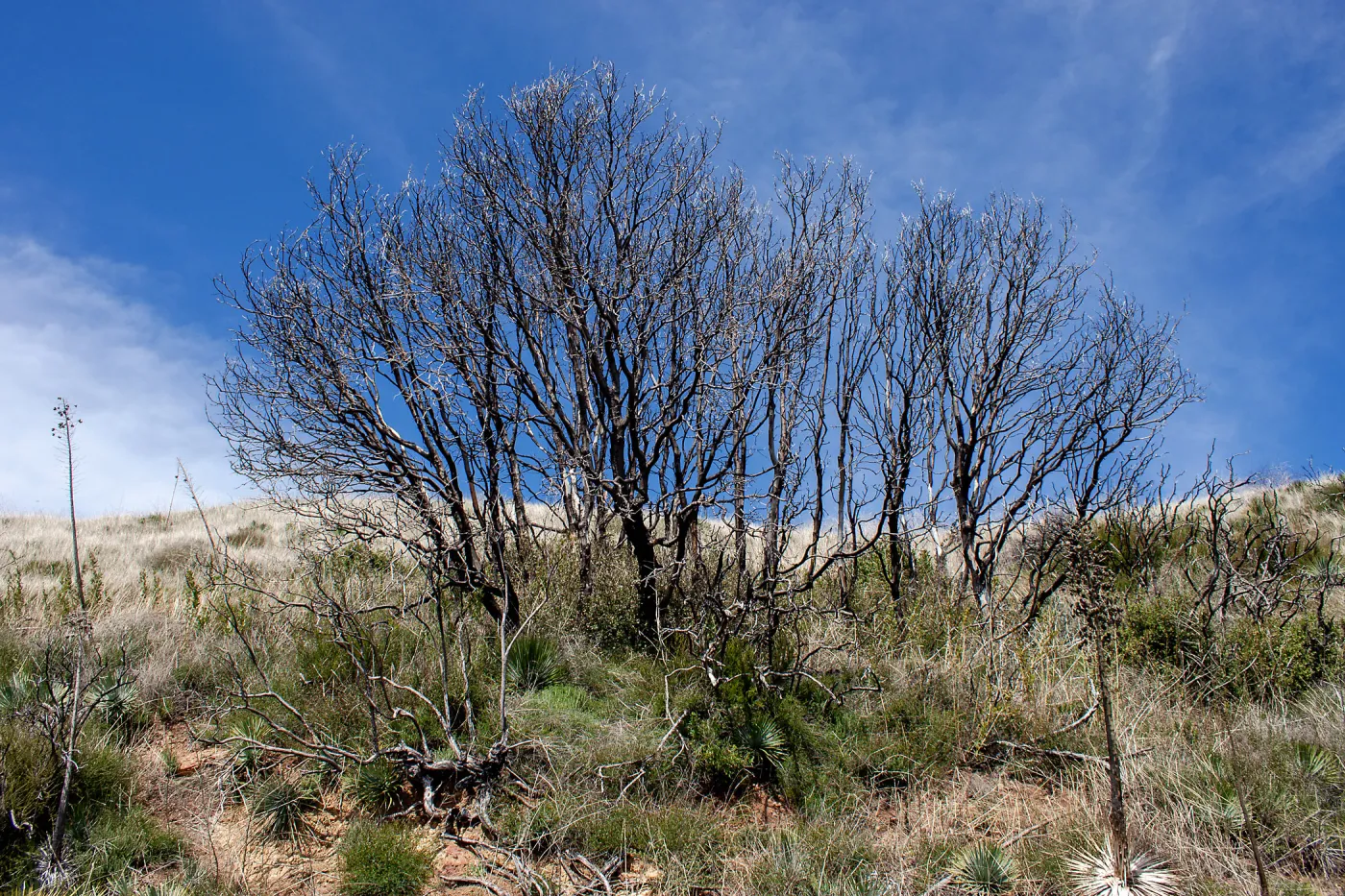 Burned plant skeletons, East Camino Cielo Rd, Santa Barbara, CA, Thomas Fire Survey - Mapping Recovery project
