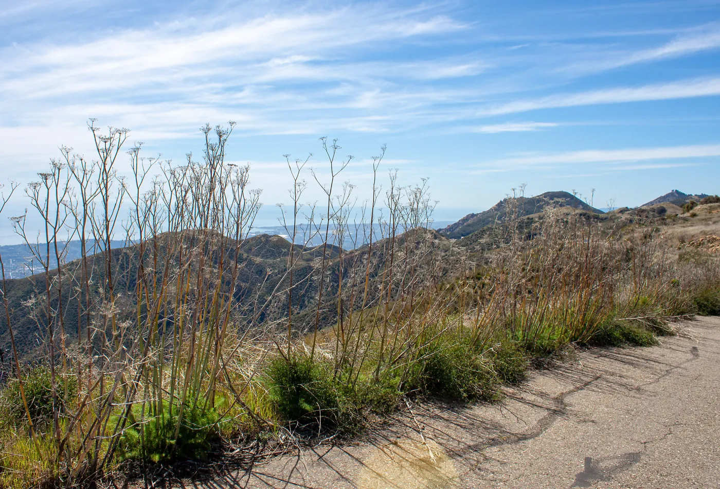 Invasive fennel plants along the road, East Camino Cielo Rd, Santa Barbara, CA, Thomas Fire Survey - Mapping Recovery project