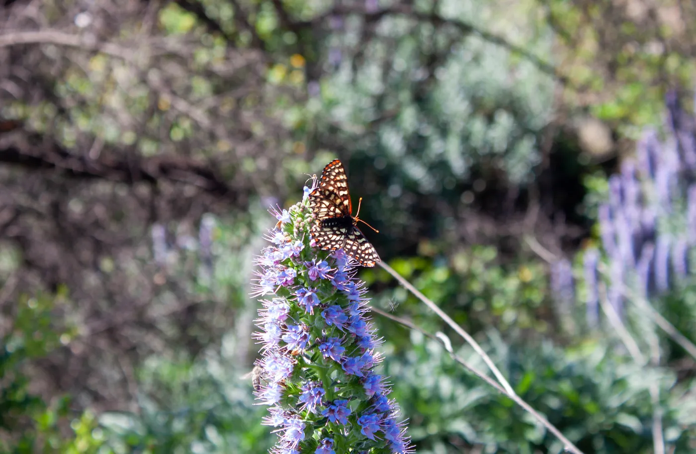Variable checkerspot butterfly (Euphydryas chalcedona) on invasive pride of madeira (Echium candicans), Old Pueblo Trail, Santa Barbara, CA, Thomas Fire Survey - Mapping Recovery project