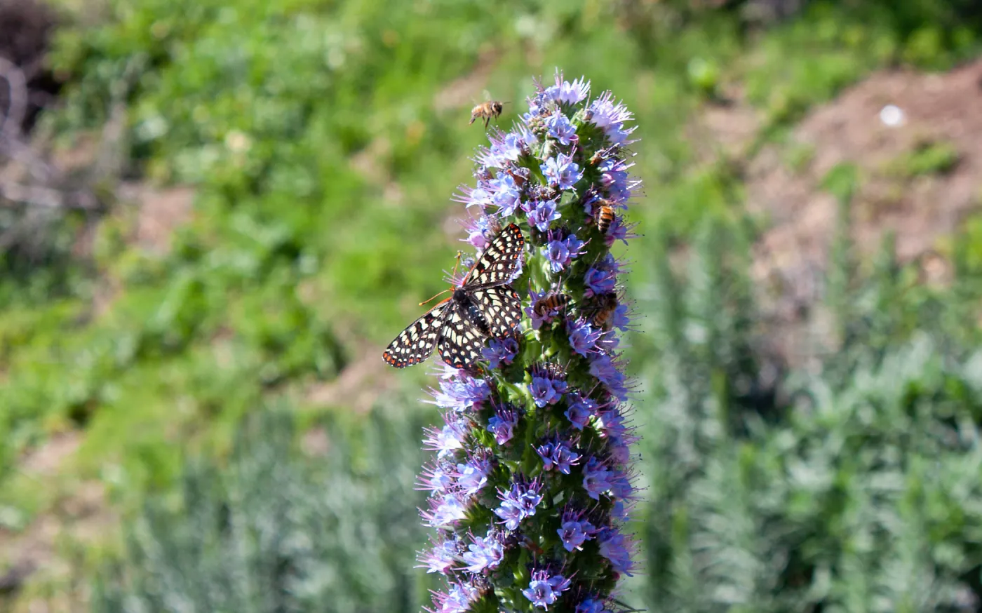 Variable checkerspot butterfly (Euphydryas chalcedona) on invasive pride of madeira (Echium candicans), Old Pueblo Trail, Santa Barbara, CA, Thomas Fire Survey - Mapping Recovery project