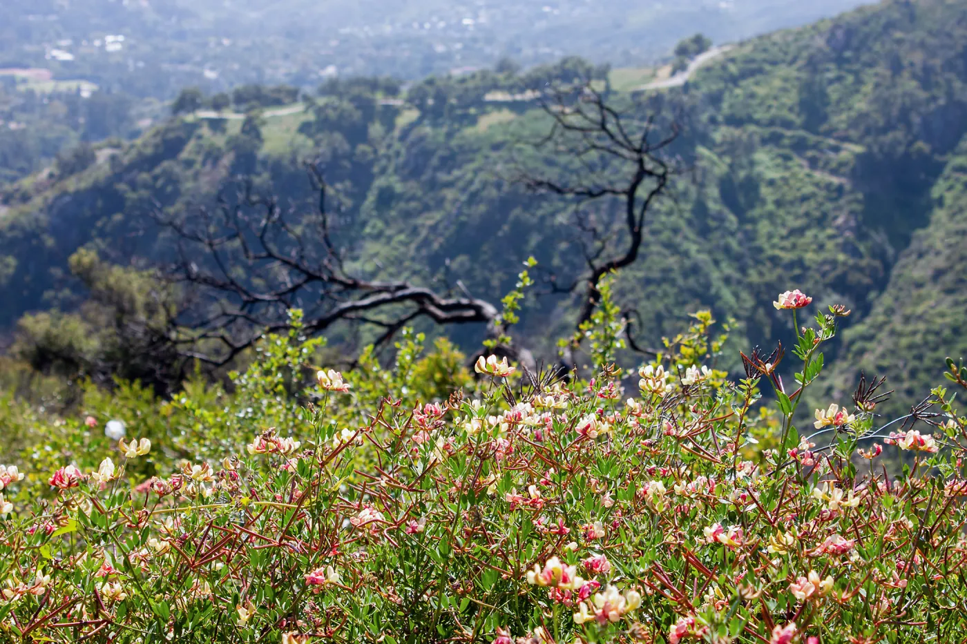 Acmispon grandiflorus covering a post-burn slope with burned tree skeleton in background, Cold Springs Trail, Santa Barbara, CA, Thomas Fire Survey - Mapping Recovery project