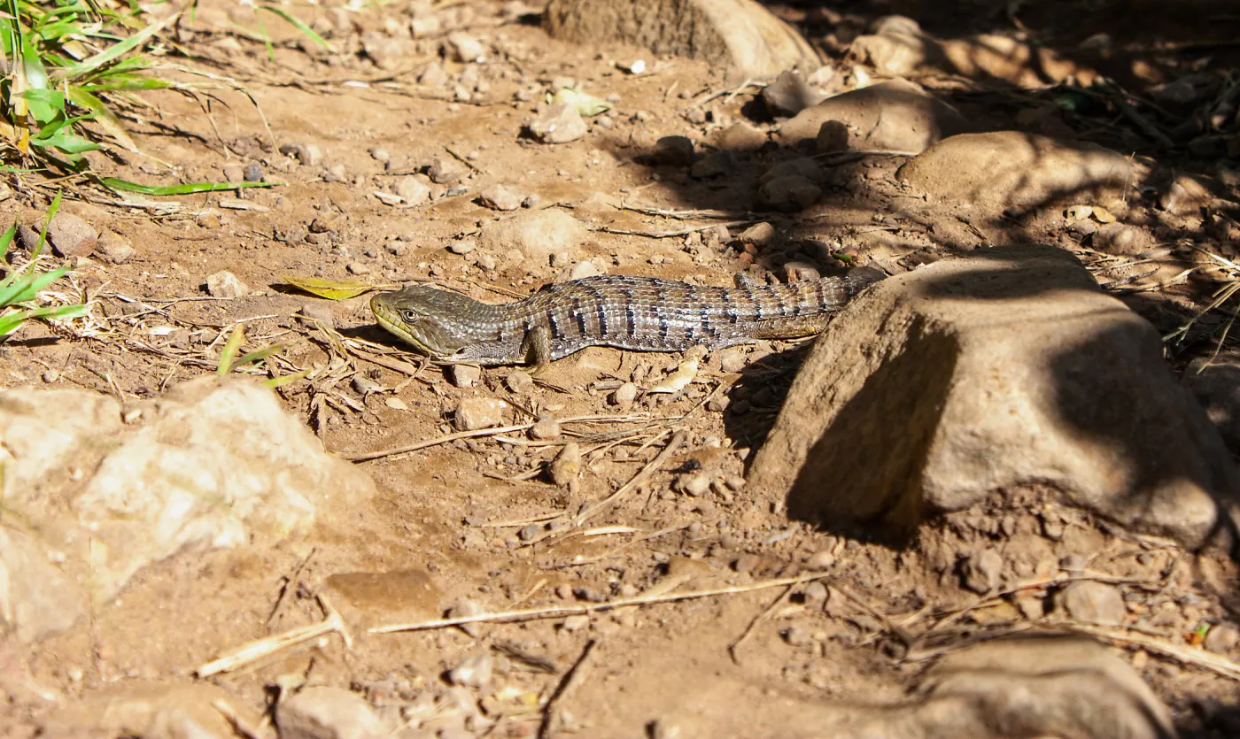 Southern alligator lizard, Cold Springs Trail, Santa Barbara, CA, Thomas Fire Survey - Mapping Recovery project