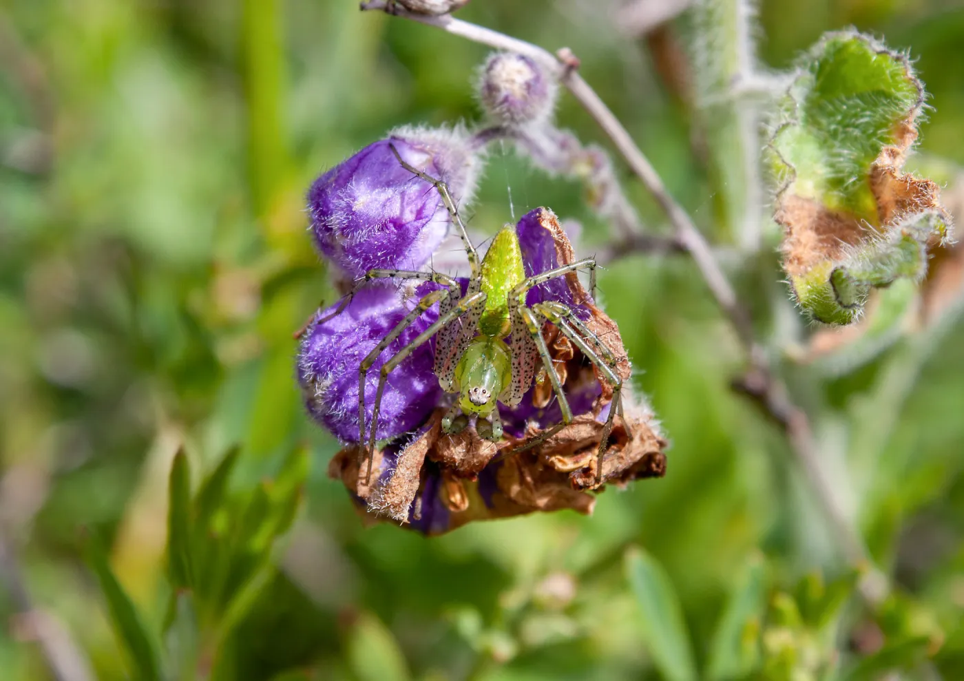 Green lynx spider, East Camino Cielo Rd, Santa Barbara, CA, Thomas Fire Survey - Mapping Recovery project