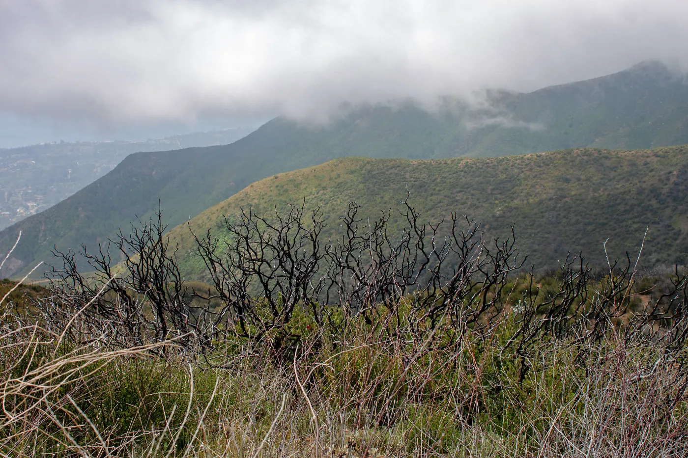 Shrub skeletons in post-burn chaparral on a foggy day, East Camino Cielo Rd, Santa Barbara, CA, Thomas Fire Survey - Mapping Recovery project