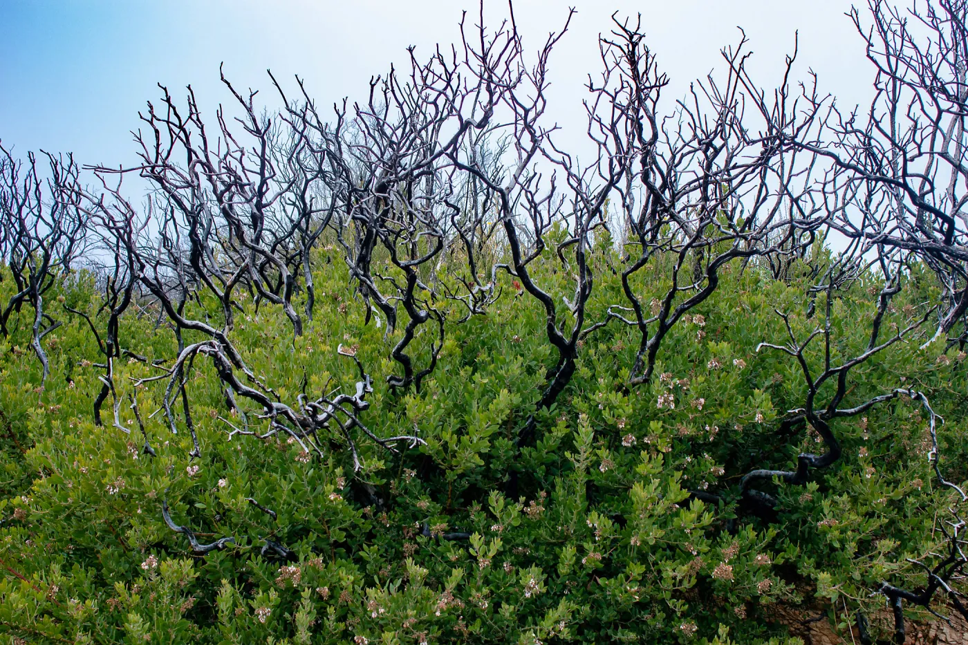 Arctostaphylos (Manzanita) skeletons in post-burn chaparral on a foggy day, East Camino Cielo Rd, Santa Barbara, CA, Thomas Fire Survey - Mapping Recovery project