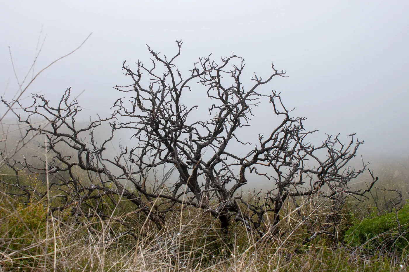 Plant skeletons in post-burn chaparral on a foggy day, East Camino Cielo Rd, Santa Barbara, CA, Thomas Fire Survey - Mapping Recovery project