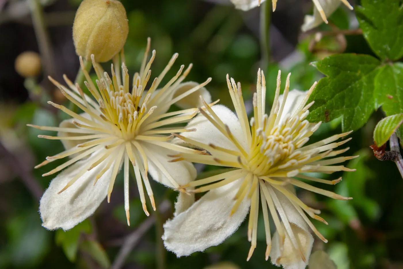 Clematis in bloom, East Camino Cielo Rd, Santa Barbara, CA, Thomas Fire Survey - Mapping Recovery project