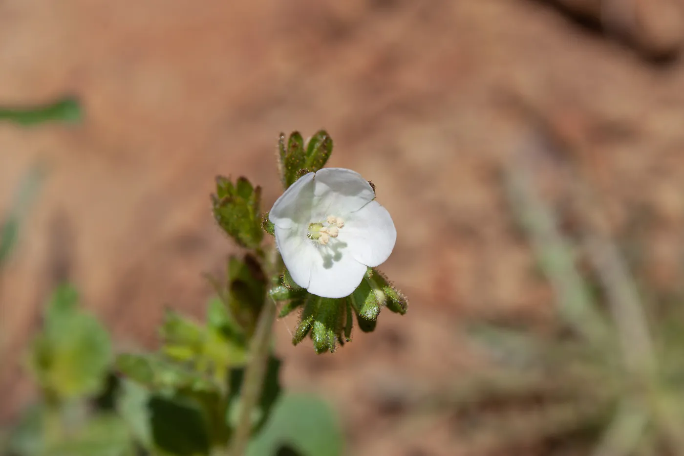 Phacelia viscida albiflora, Valley View Preserve, Ojai, California, Thomas Fire Survey - Mapping Recovery project