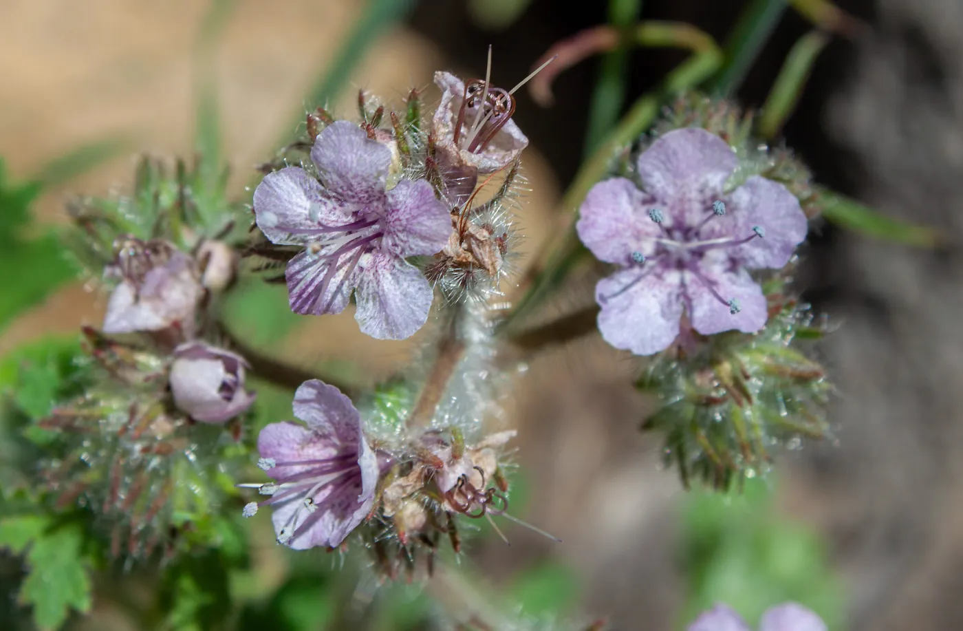 Phacelia cicutaria subsp. hispida, Valley View Preserve, Ojai, California, Thomas Fire Survey - Mapping Recovery project