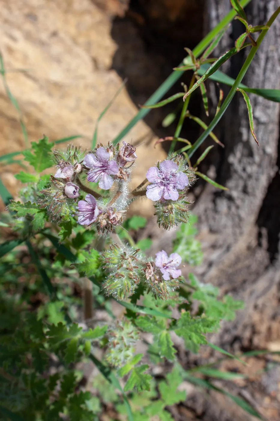 Phacelia cicutaria subsp. hispida, Valley View Preserve, Ojai, California, Thomas Fire Survey - Mapping Recovery project