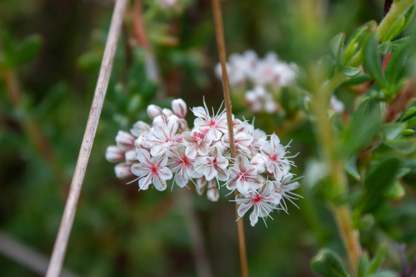 Eriogonum fasciculatum, Valley View Preserve, Ojai, California, Thomas Fire Survey - Mapping Recovery project