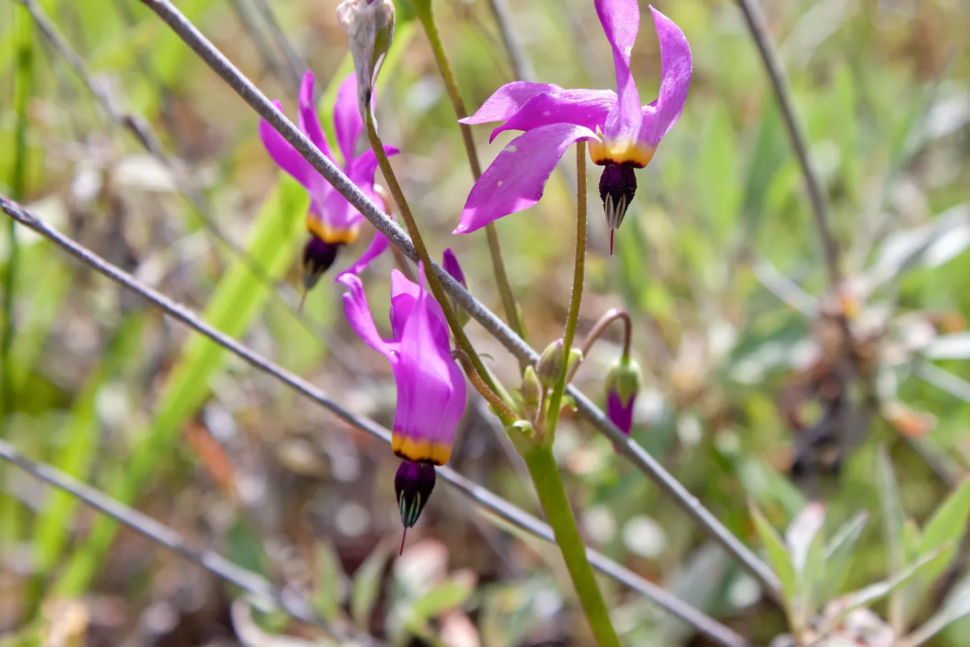 Shooting star (Primula clevelandii), Tequepis Trail, Santa Barbara, California, Whittier Fire Survey - Mapping Recovery Project