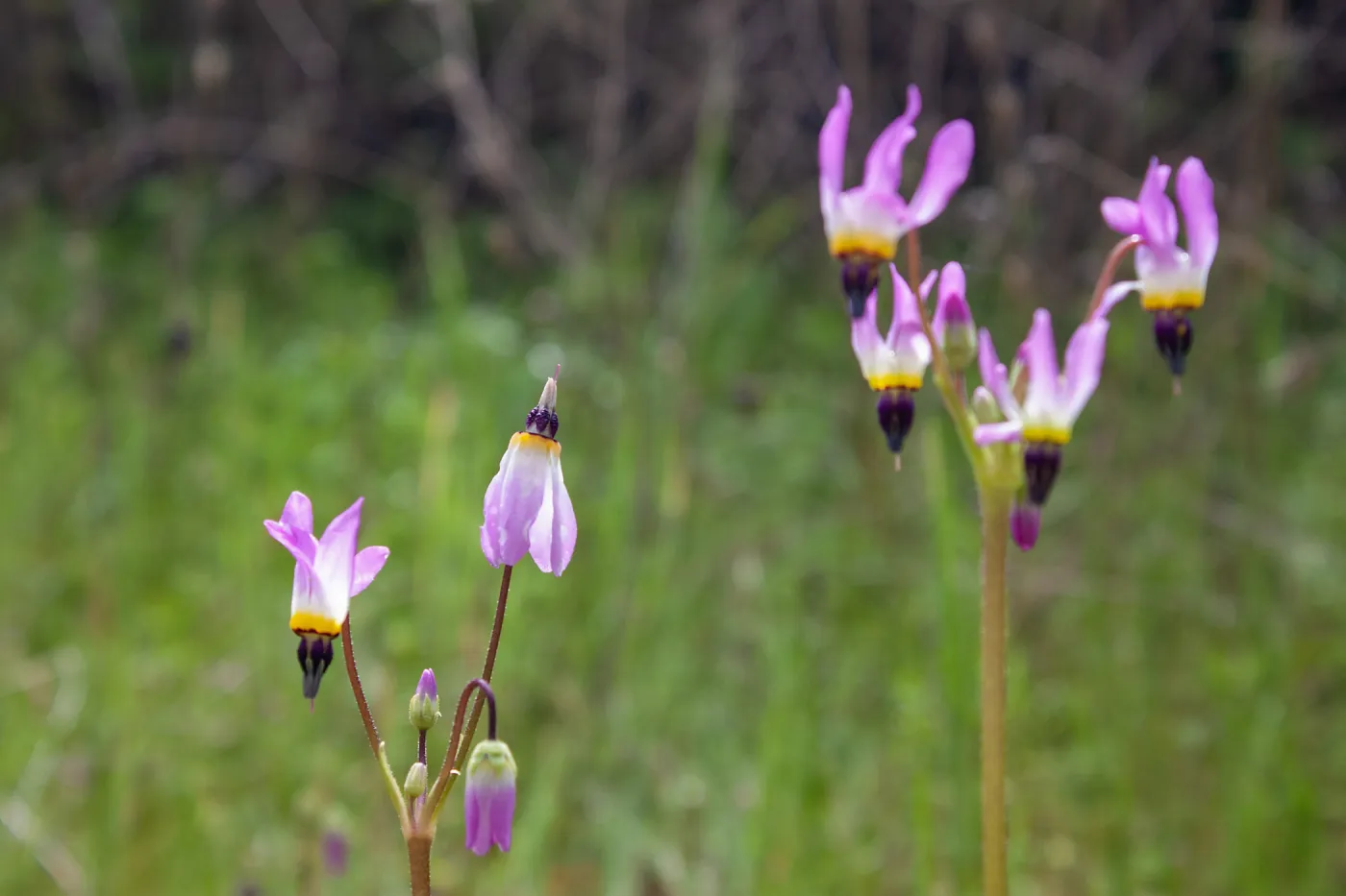 Shooting star (Primula clevelandii), Tequepis Trail, Santa Barbara, California, Whittier Fire Survey - Mapping Recovery Project