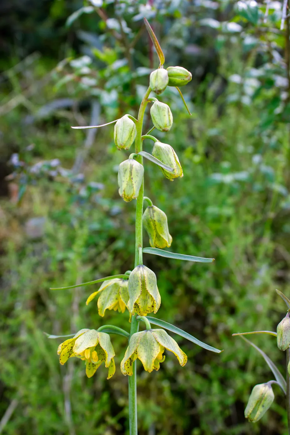 Fritillaria ojaiensis, rare plant (1B.2), Tequepis Trail, Santa Barbara, California, Whittier Fire Survey - Mapping Recovery Project