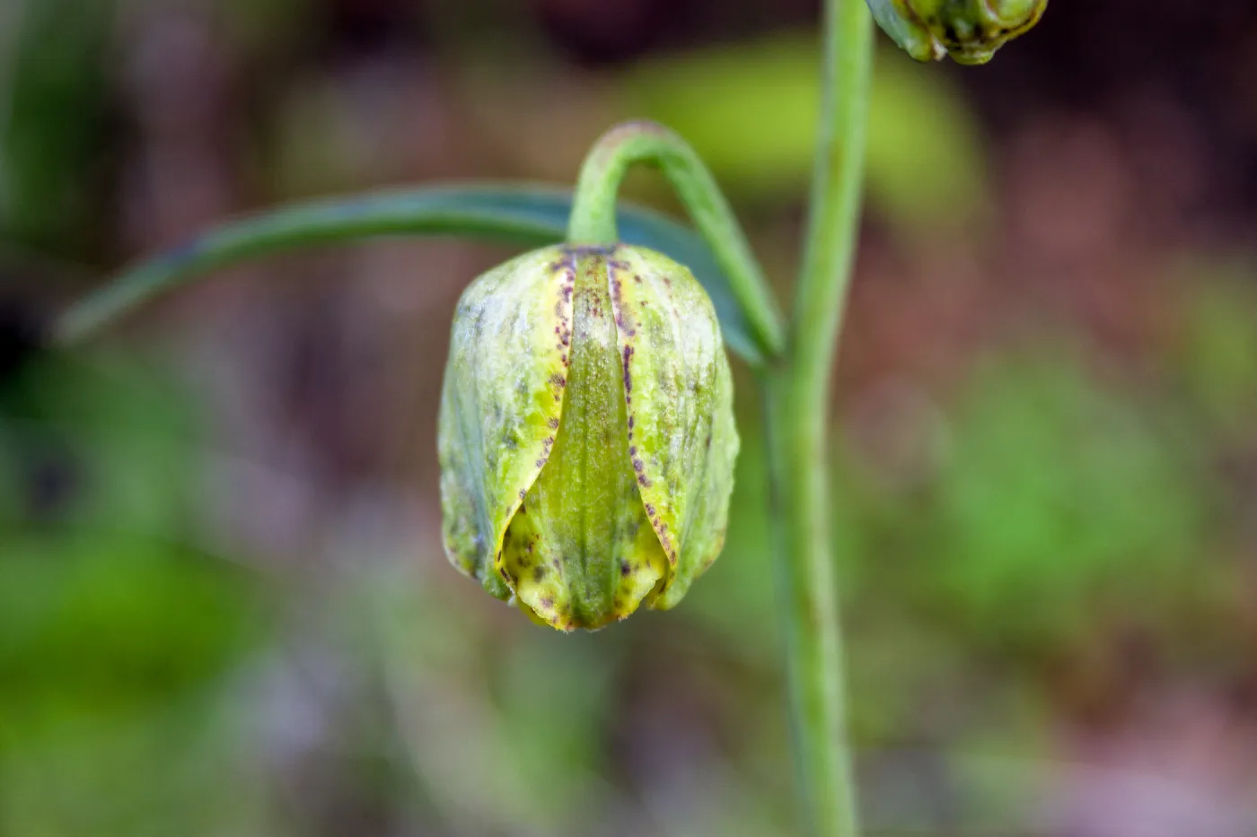 Fritillaria ojaiensis bud, rare plant (1B.2), Tequepis Trail, Santa Barbara, California, Whittier Fire Survey - Mapping Recovery Project