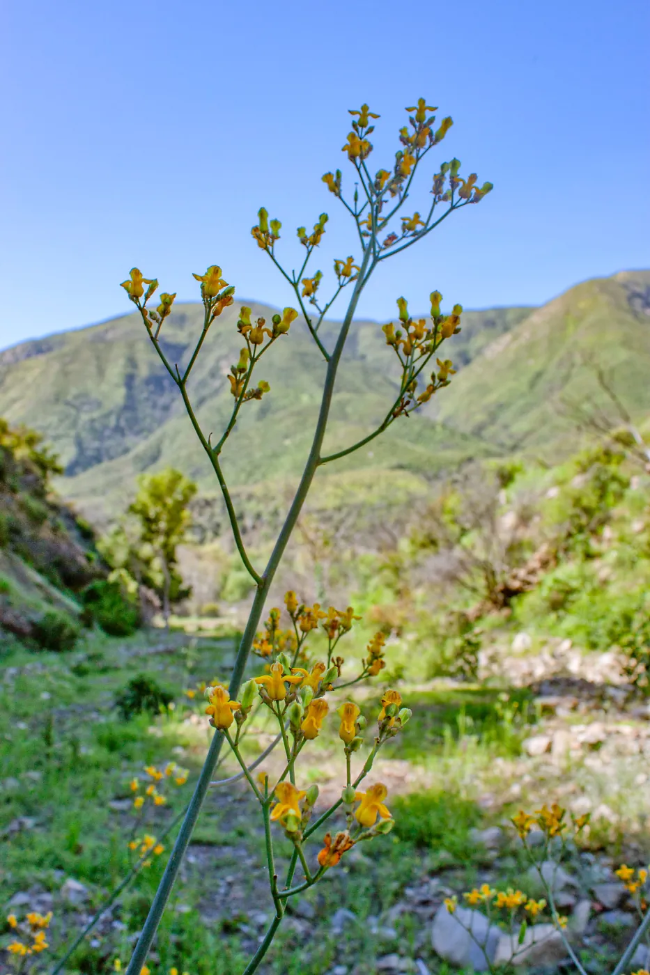 Ehrendorferia chrysantha, Rattlesnake Canyon, near Matilija Road, Ojai, California, Thomas Fire Survey - Mapping Recovery project