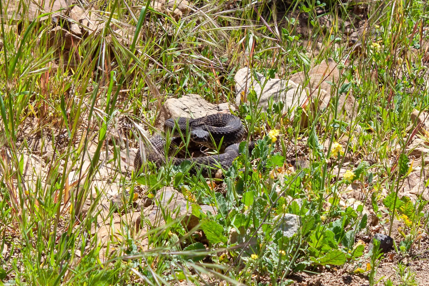 Southern pacific rattlesnake (Crotalus oreganus helleri), San Ysidro Trail/Edison Catways, Santa Barbara, California, Thomas Fire Survey - Mapping Recovery project