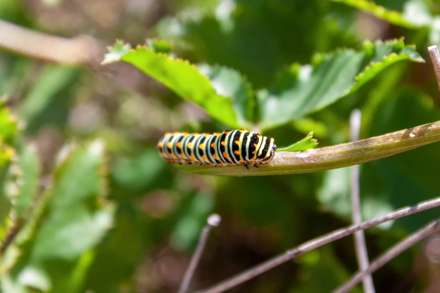 Anise swallowtail (Papilio zeliacaon) larva, Saddlerock Trail, Santa Barbara, California, Thomas Fire Survey - Mapping Recovery project