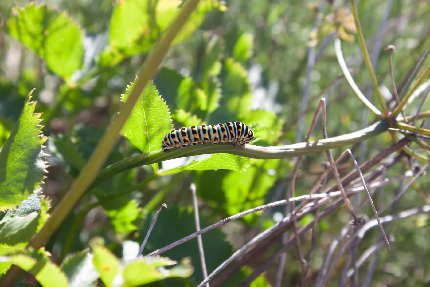 Anise swallowtail (Papilio zeliacaon) larva, Saddlerock Trail, Santa Barbara, California, Thomas Fire Survey - Mapping Recovery project
