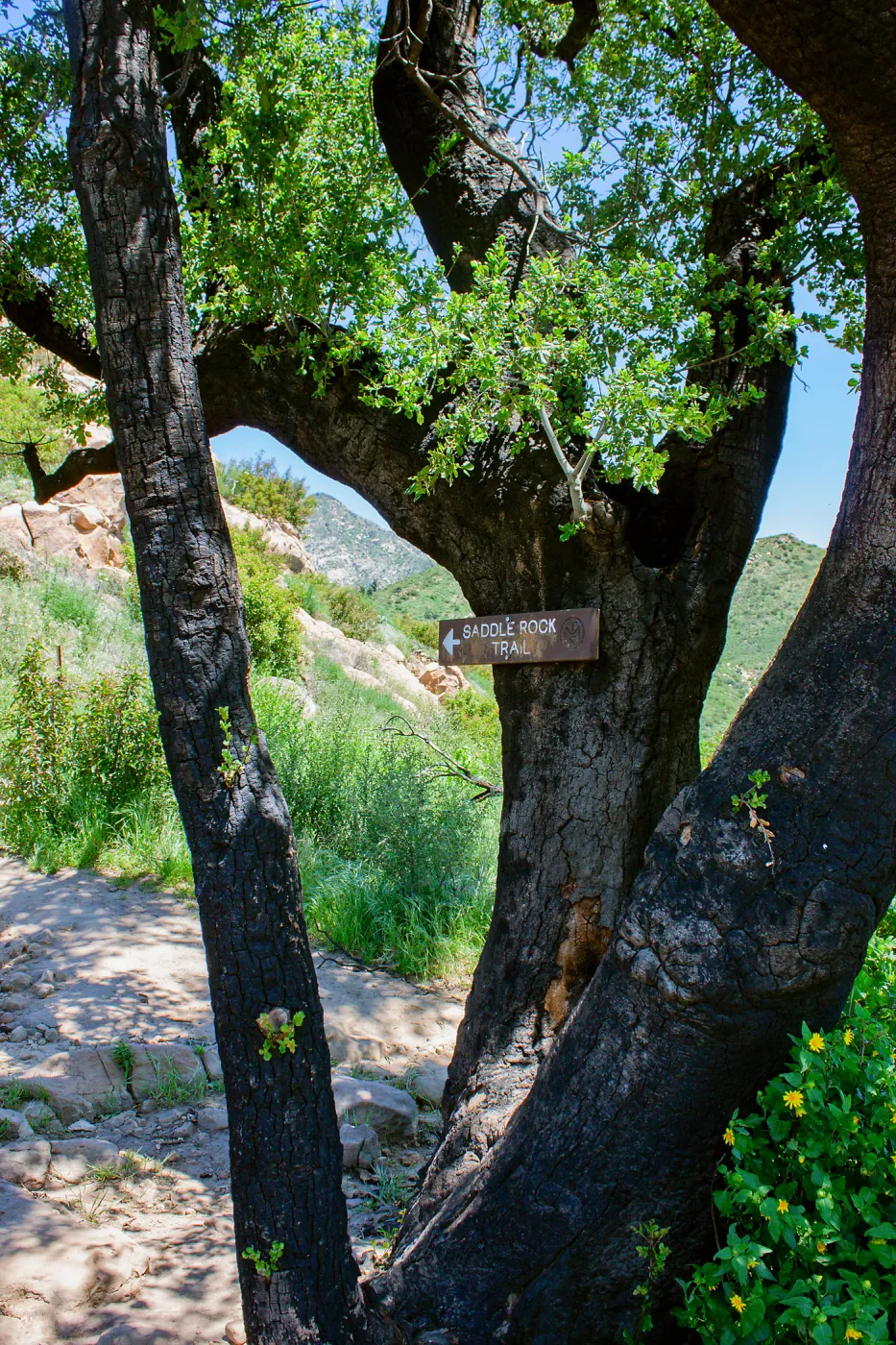 Sign for trail on burned oak tree, Saddlerock Trail, Santa Barbara, California, Thomas Fire Survey - Mapping Recovery project