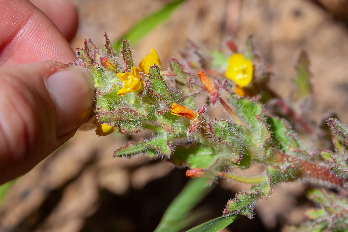 Camissoniopsis species, McMenemy Trail, Santa Barbara, California, Thomas Fire Survey - Mapping Recovery project