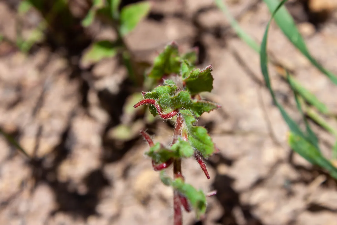 Camissoniopsis species, showing seeds, McMenemy Trail, Santa Barbara, California, Thomas Fire Survey - Mapping Recovery project