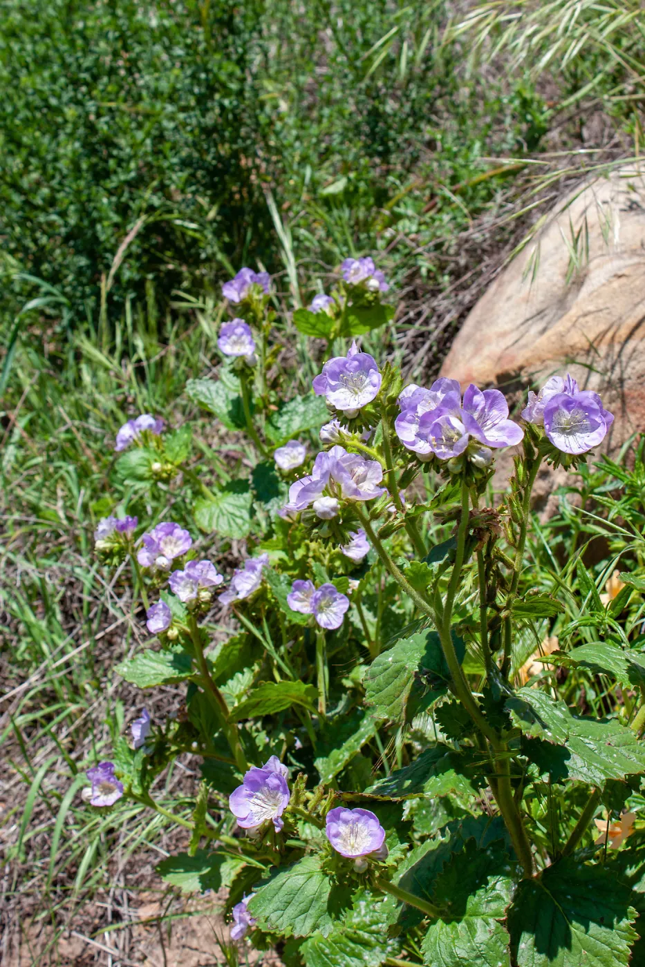 Phacelia grandiflora, McMenemy Trail, Santa Barbara, California, Thomas Fire Survey - Mapping Recovery project