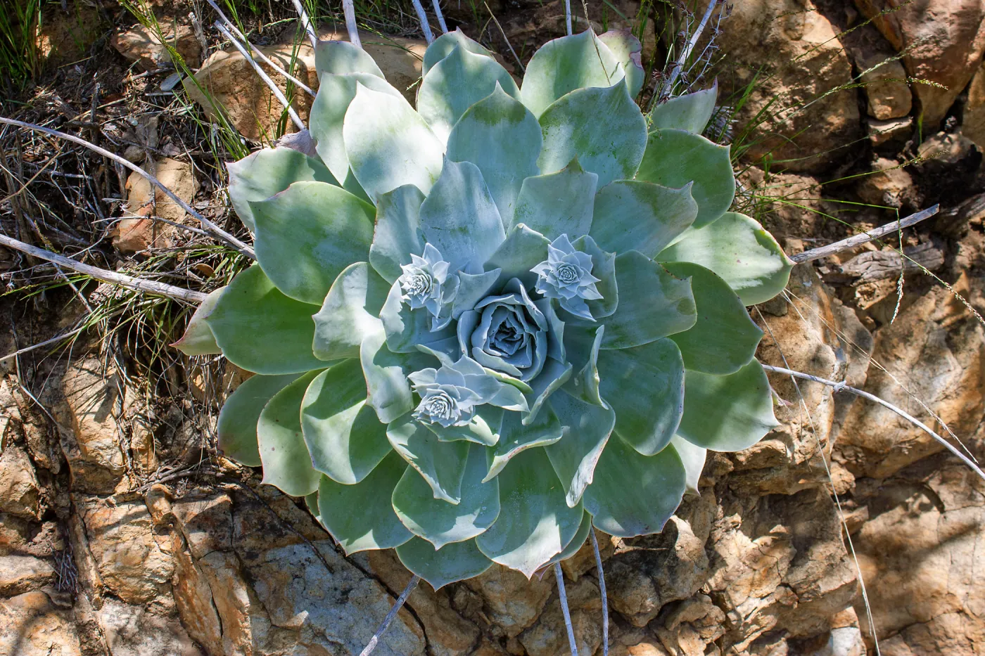 Chalk dudleya, Jameson Lake, Santa Barbara, California, Thomas Fire Survey - Mapping Recovery project