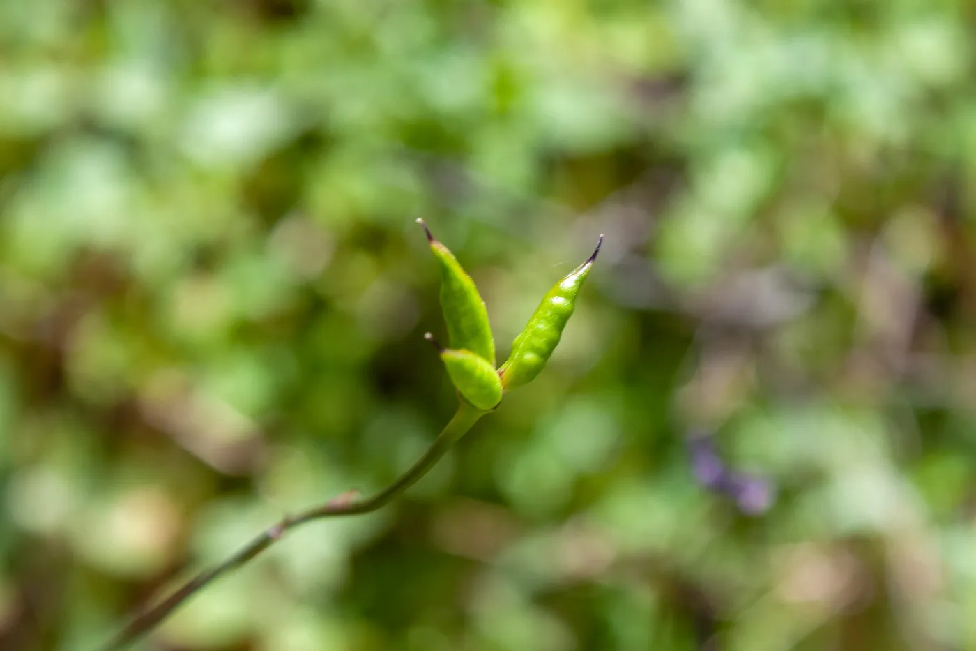 Delphinium (Larkspur) fruits, Jameson Lake, Santa Barbara, California, Thomas Fire Survey - Mapping Recovery project