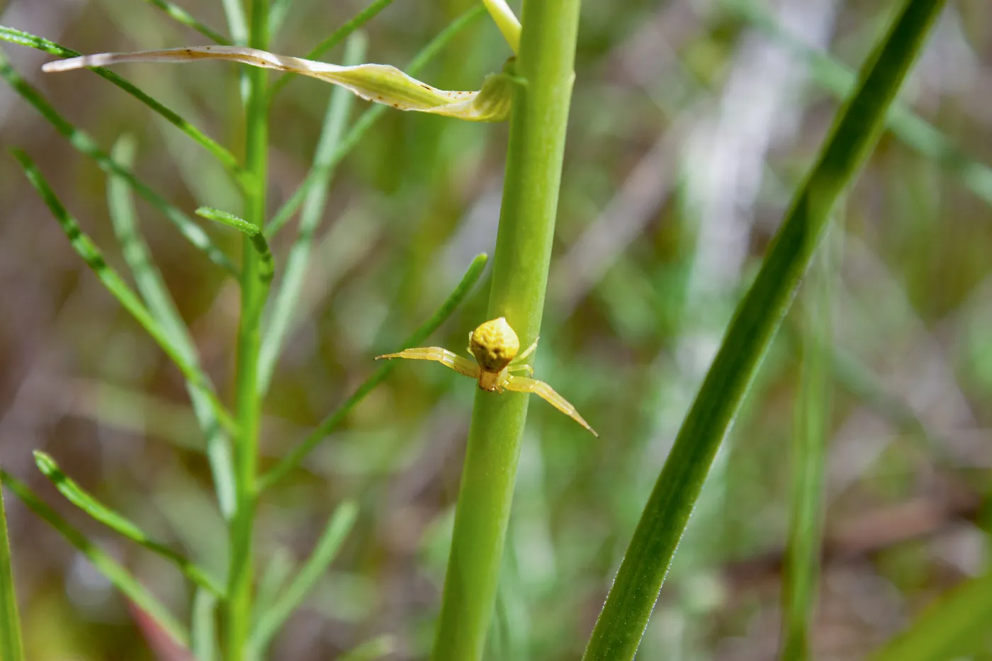 Yellow crab spider, Jameson Lake, Santa Barbara, California, Thomas Fire Survey - Mapping Recovery project