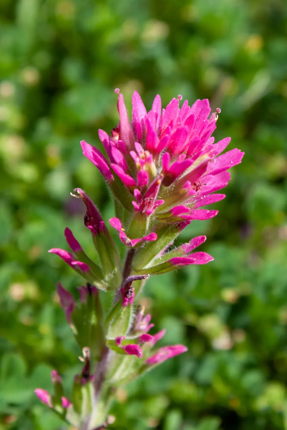 Pink Castilleja, likely a hybrid of two species, Jameson Lake, Santa Barbara, California, Thomas Fire Survey - Mapping Recovery project