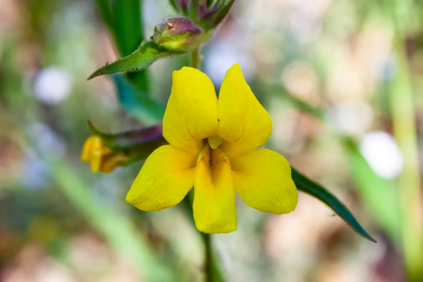 Diplacus brevipes (white-throated yellow monkeyflower), Forest Service Road 5N13, Santa Barbara, CA, Thomas Fire Survey - Mapping Recovery project