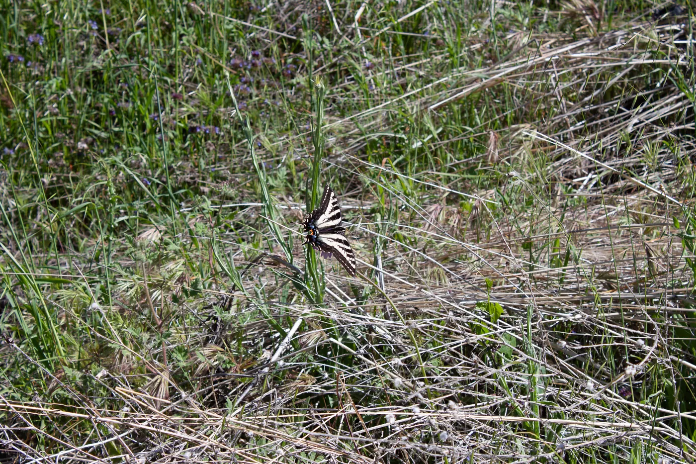 Pale swallowtail butterfly (Papilio eurymedon), Forest Service Road 5N13, Santa Barbara, CA, Thomas Fire Survey - Mapping Recovery project