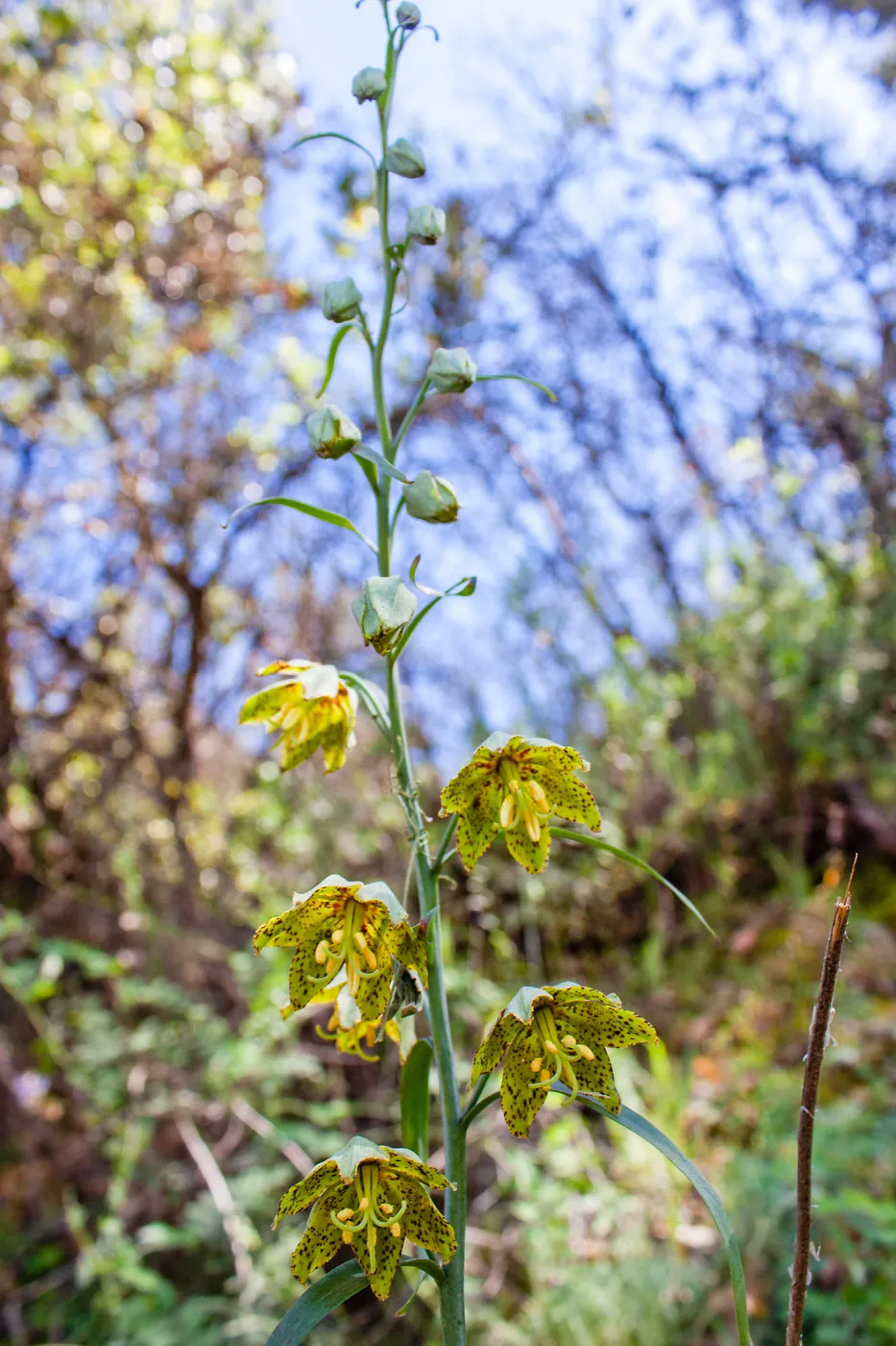 Fritillaria ojaiensis, rare plant (1B.2), Romero Camuesa Rd, Santa Barbara, CA, Thomas Fire Survey - Mapping Recovery project