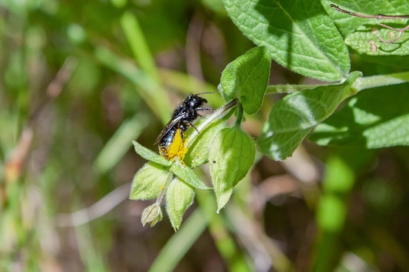 Megachilid bee (mason, leafcutter, carder, and resin bees) dusting off pollen, Murietta Trail, Ojai, CA, Thomas Fire Survey - Mapping Recovery project