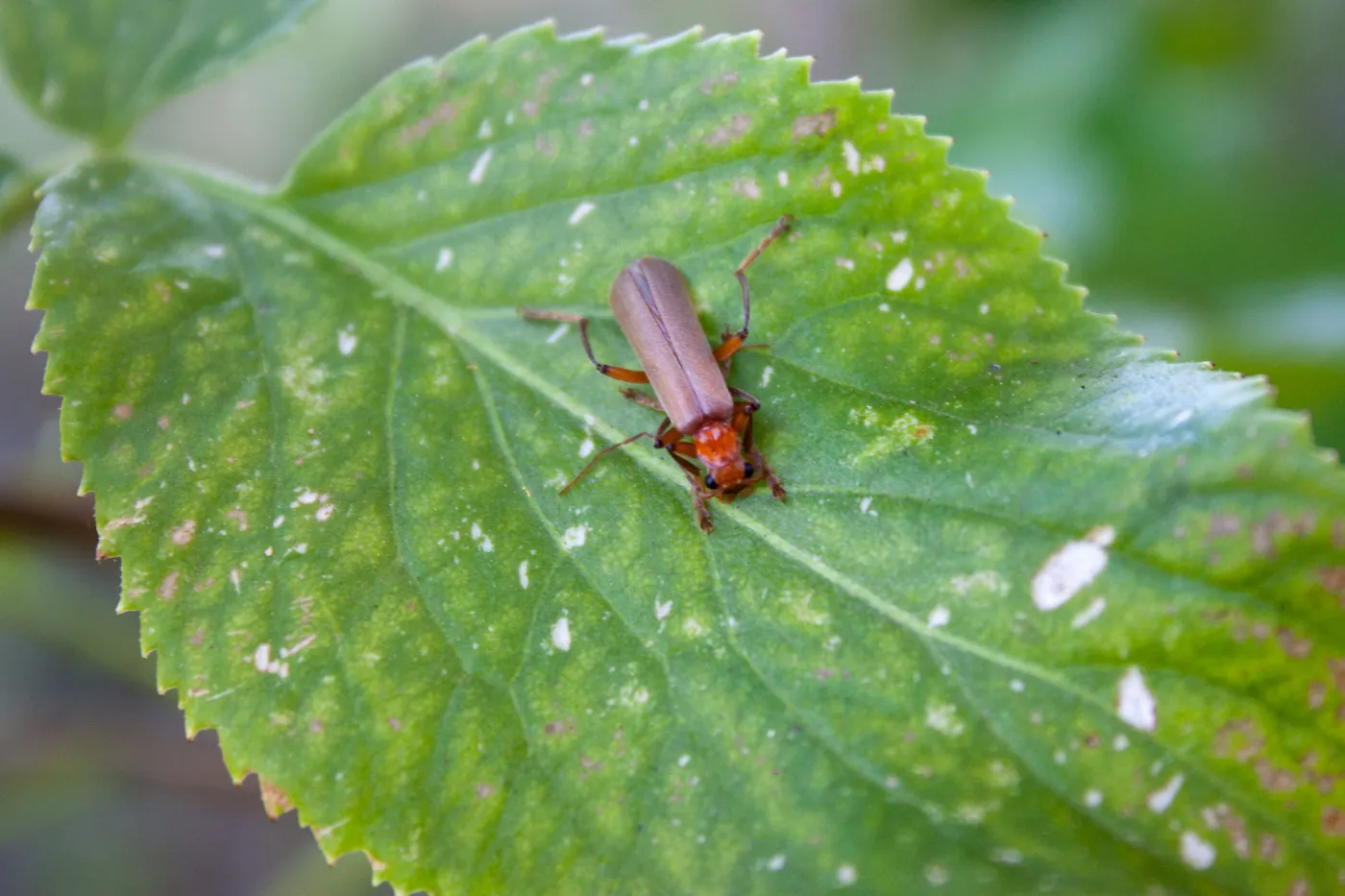 Brown leather wing beetle (Pacificanthia consors), Rice Canyon Trail at the Ventura River Preserve/LPNF, Ojai, CA, Thomas Fire Survey - Mapping Recovery project