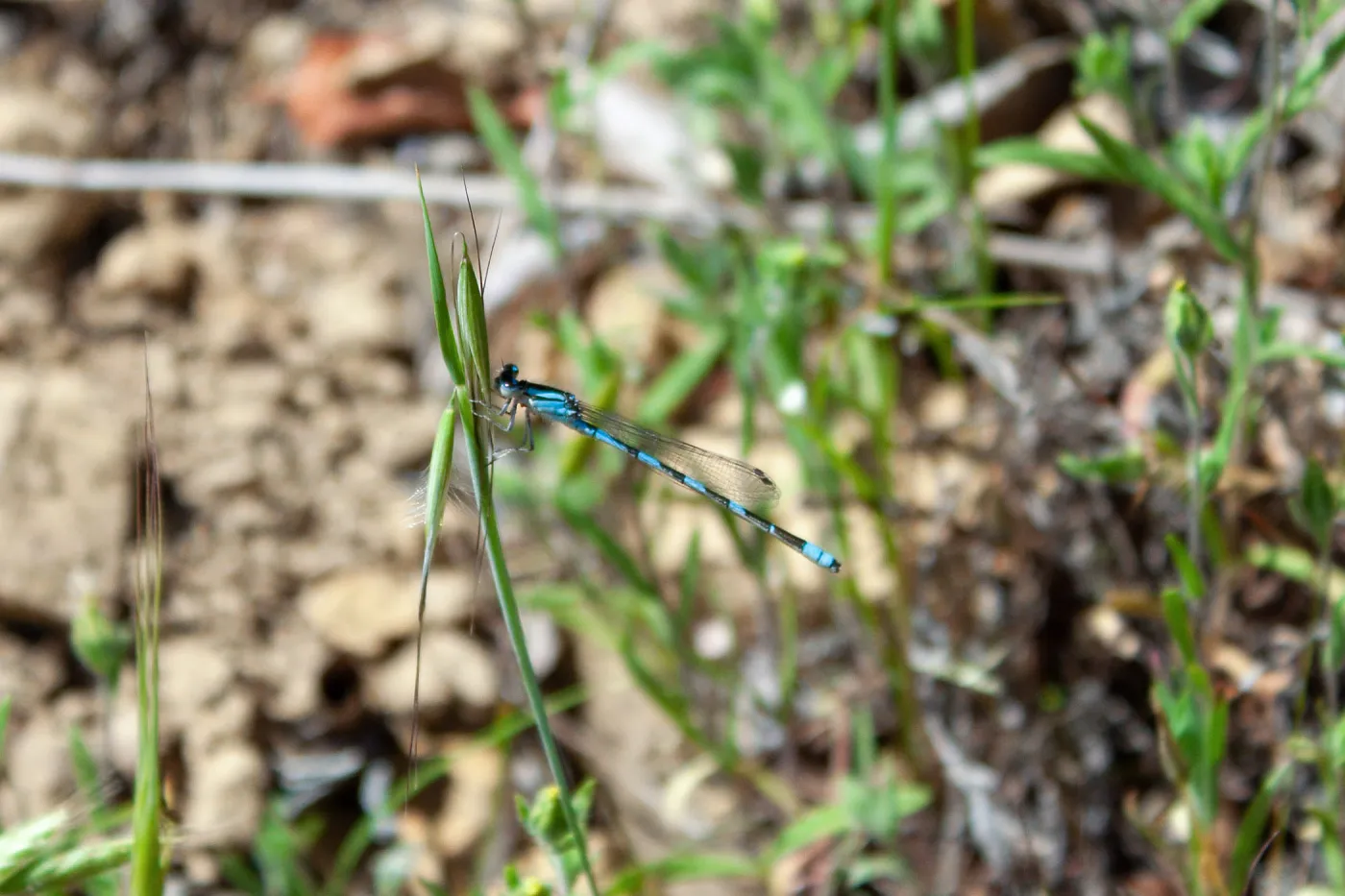 Damselfly (zygoptera), West Camino Cielo, Santa Barbara, CA, Thomas Fire Survey - Mapping Recovery project