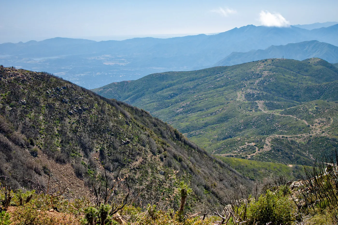 Looking over post-burn landscape, west towards Chief Peak; taken from unnamed peak just west of Red reef/Last chance trail fork, above Topa Topa bluff, Unnamed peak near foot path/Red reef trail east of Nordhoff Ridge Road, Ojai, CA, Thomas Fire Survey - 